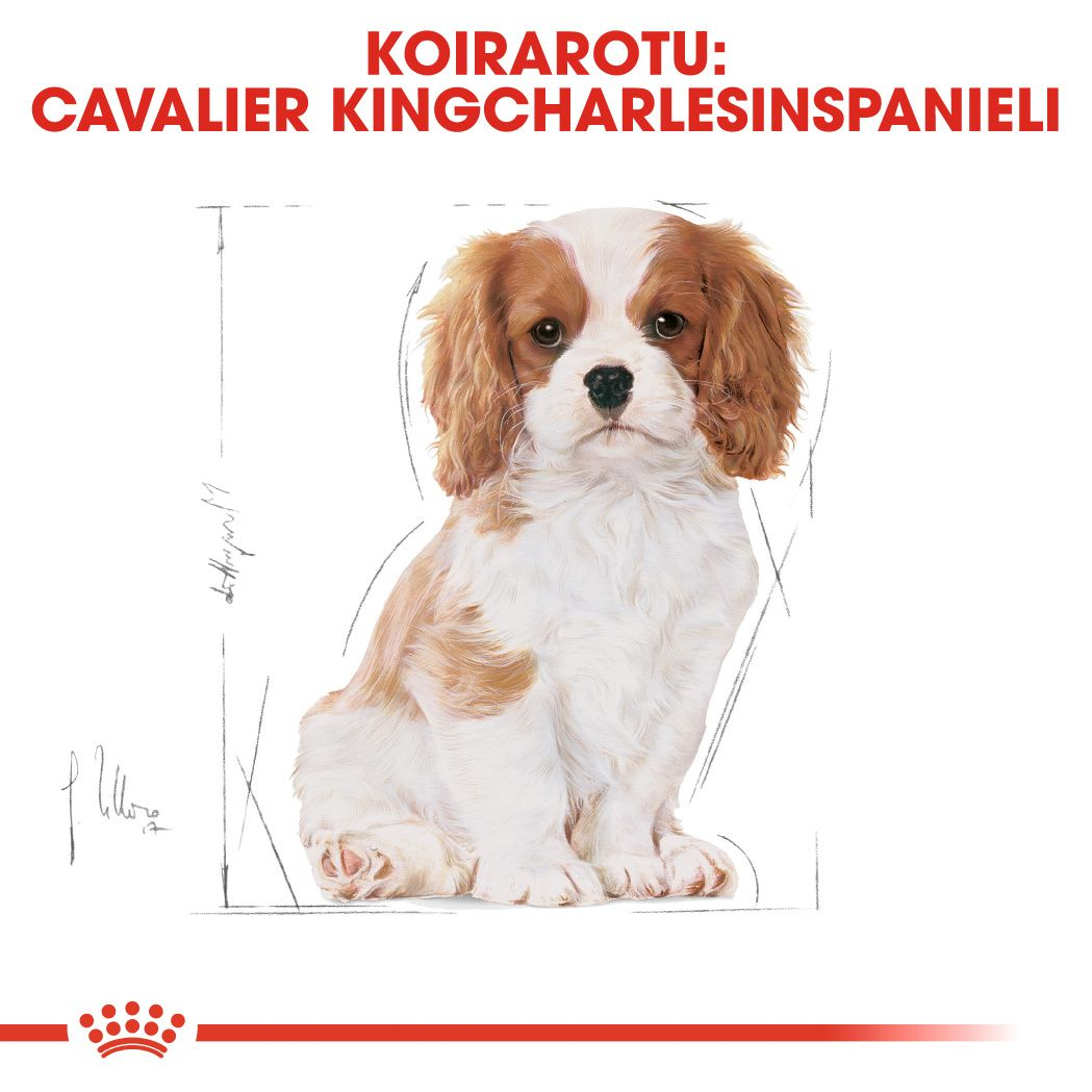 Cavalier King Charles Puppy