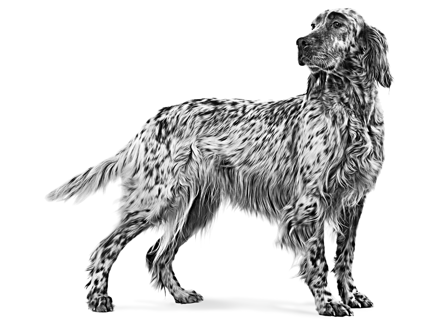 Black and white side view portrait of an English Setter, head turned to the left