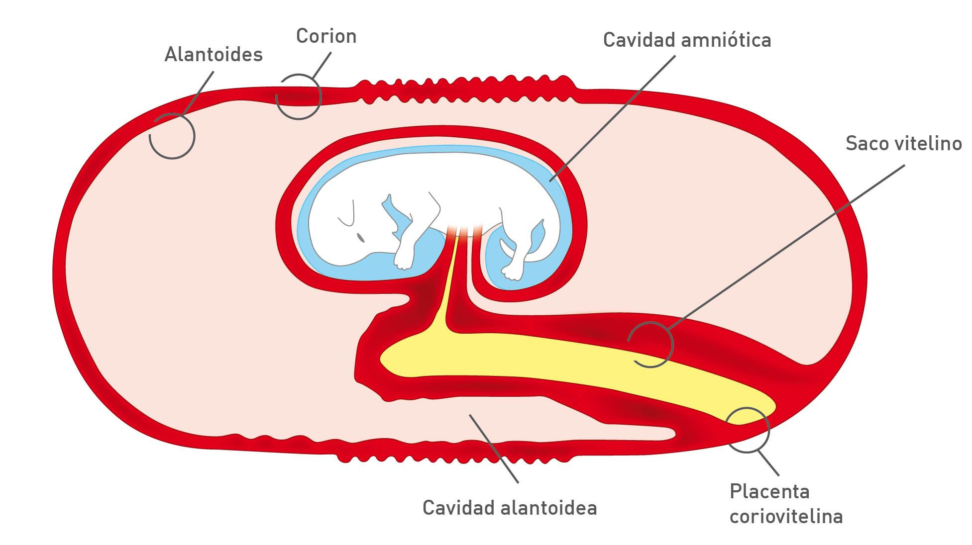 Dibujo esquemático de la estructura de placenta canina en la gestación avanzada