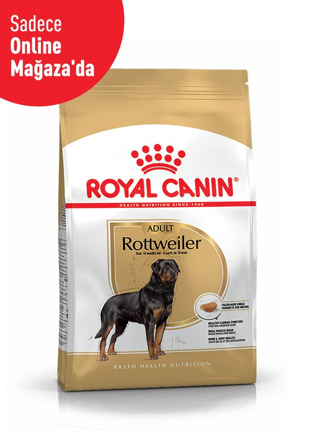 Rottweiler Adult