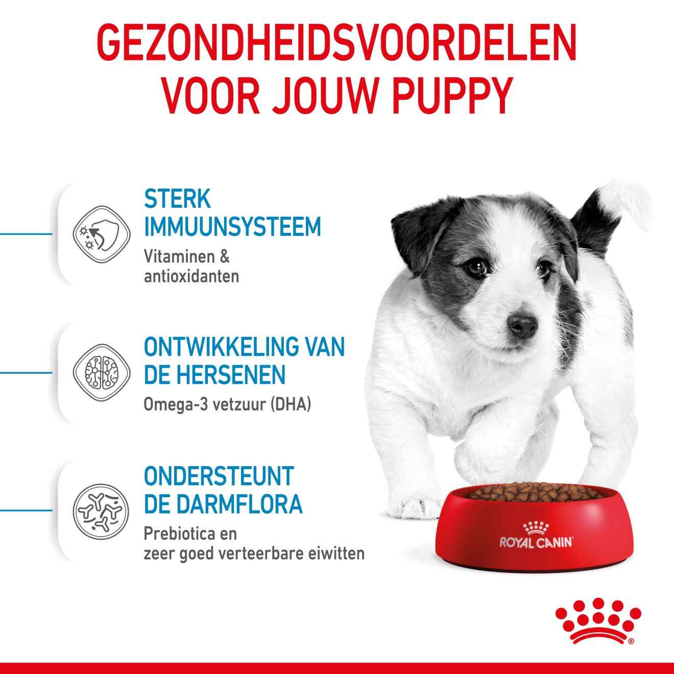 EUKANUBA Hondenvoer Pup Junior L/XL lam & rijst 12 kg kopen