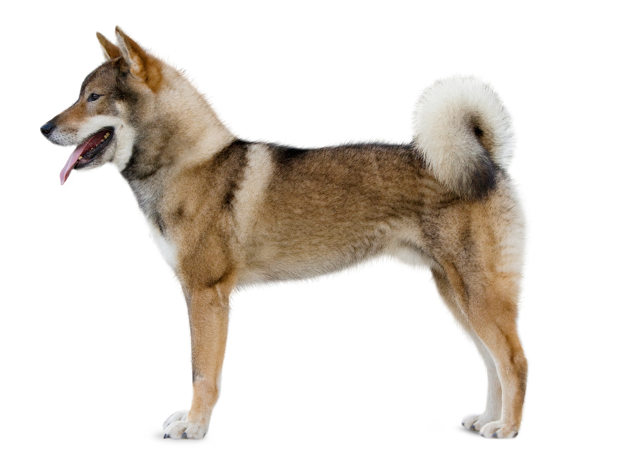 black and white Shikoku adult