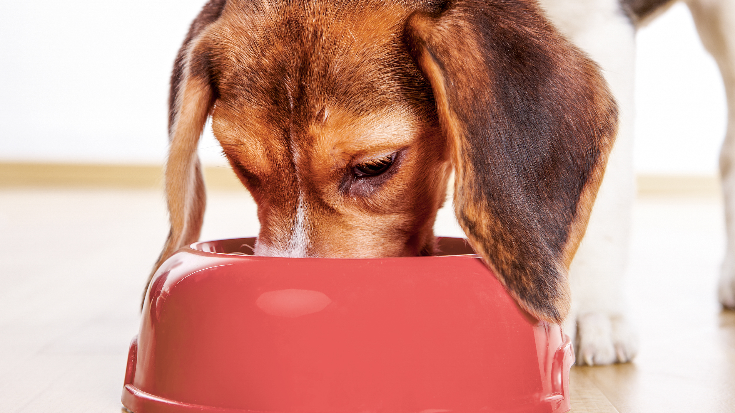 Cachorro Beagle de pie en el interior comiendo de un tazón rojo.
