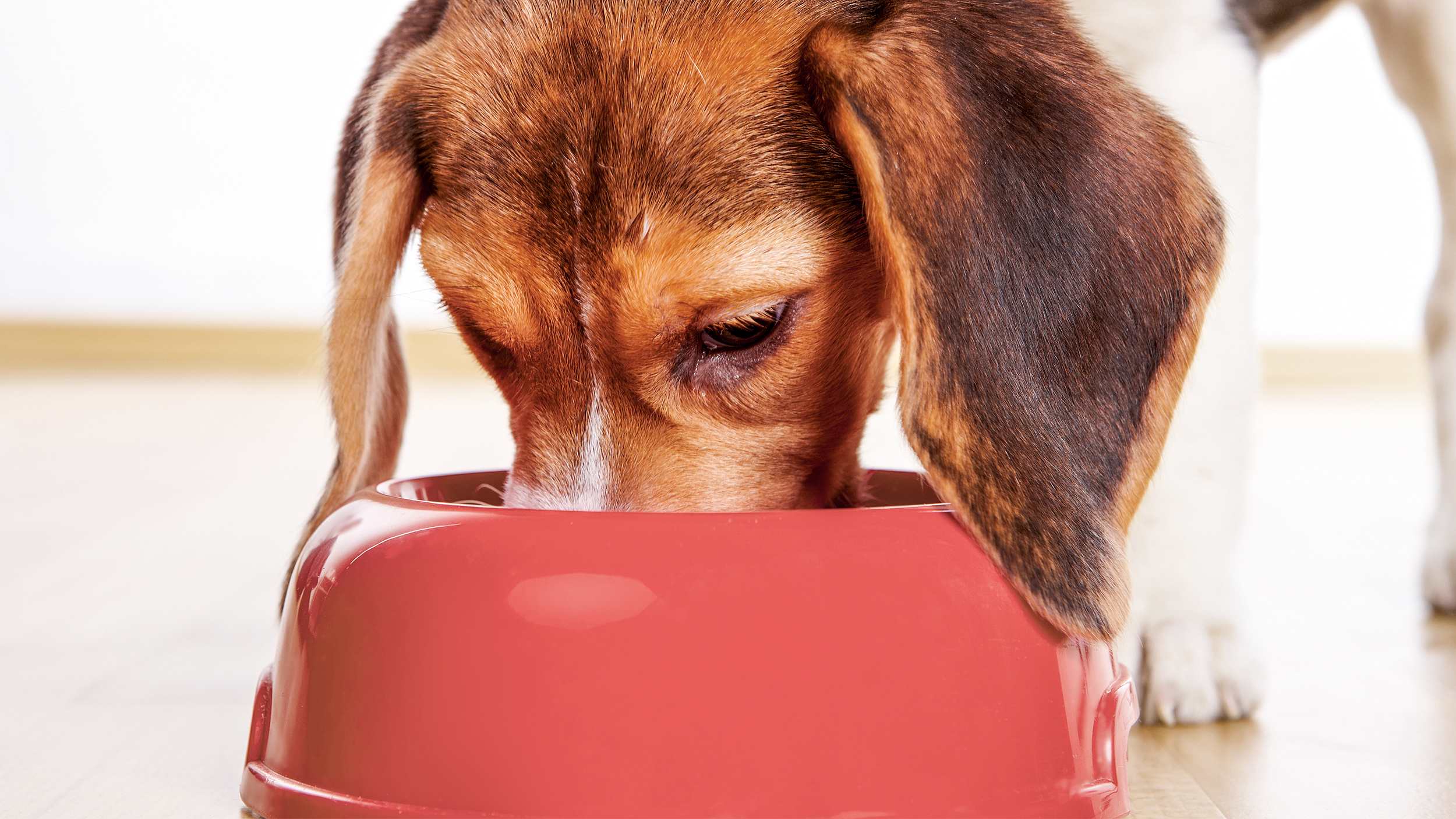 Beagle cachorro parado en ambiente cerrado comiendo de un plato rojo.