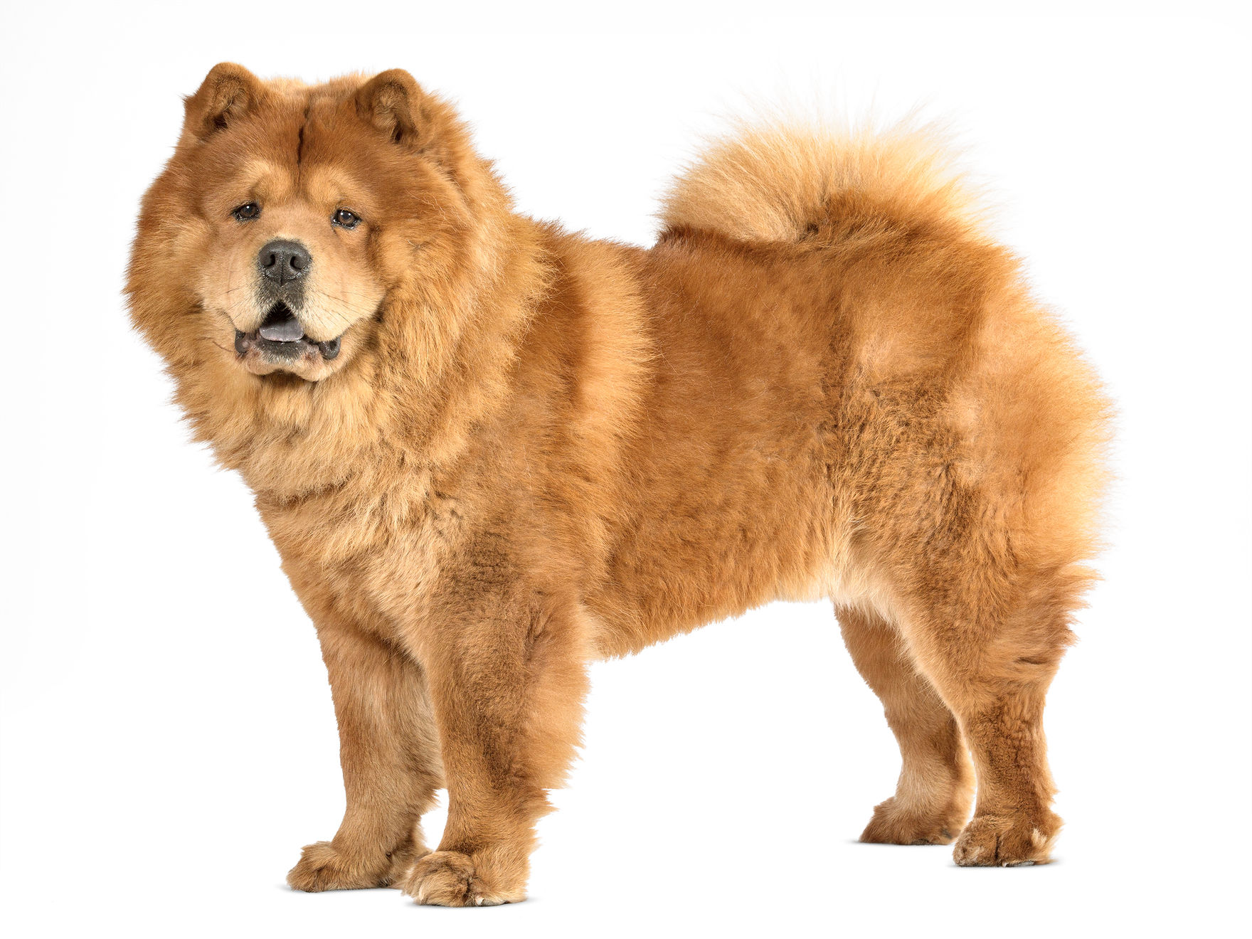 Chow chow 2025 royal canin