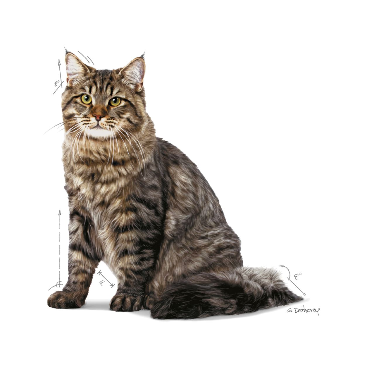 Royal canin siberian outlet cat