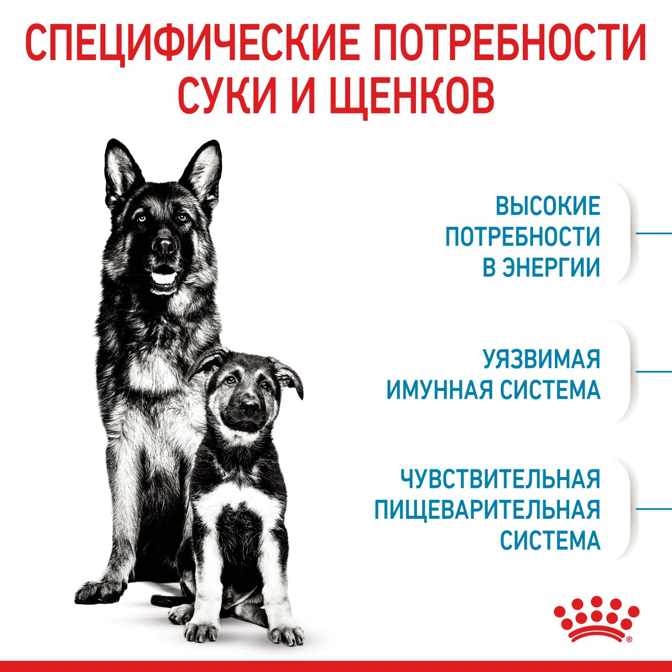 Starter Mother & Babydog - Maxi | Royal Canin UA