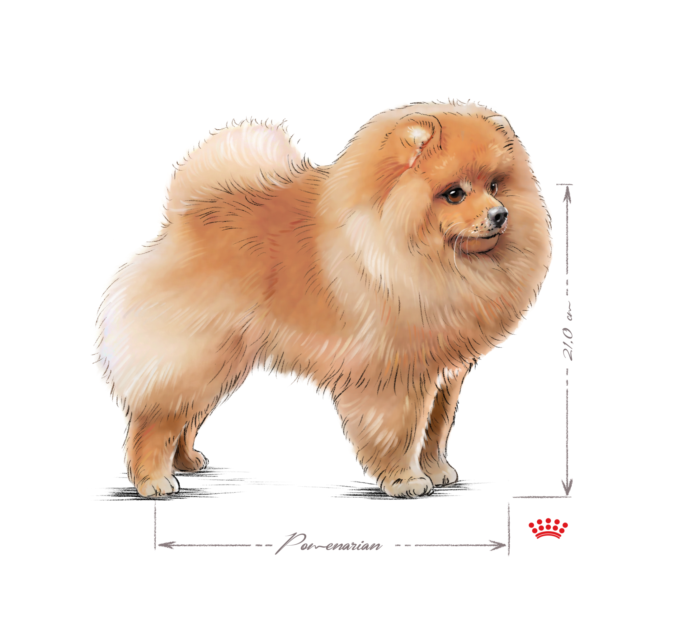 Pomeranian adult standing black and white