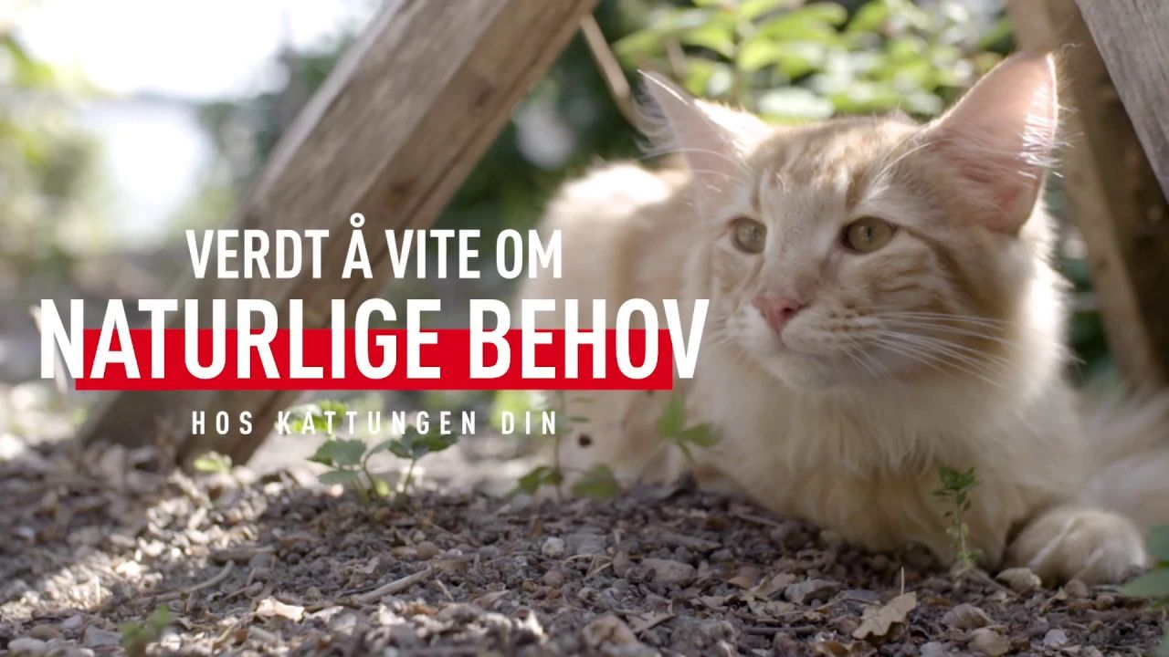 Verdt å vite om naturlige behov hos kattungen din