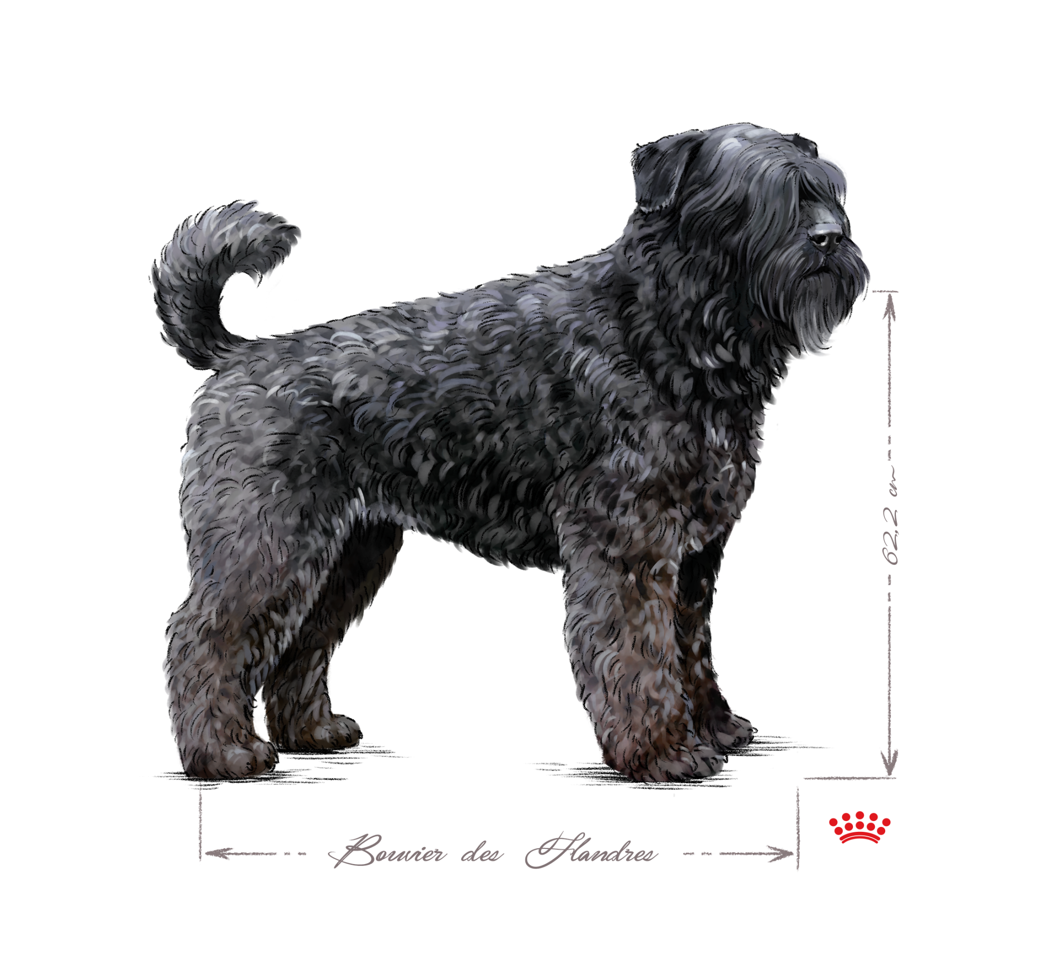 Bouvier des Flandres adult in black and white