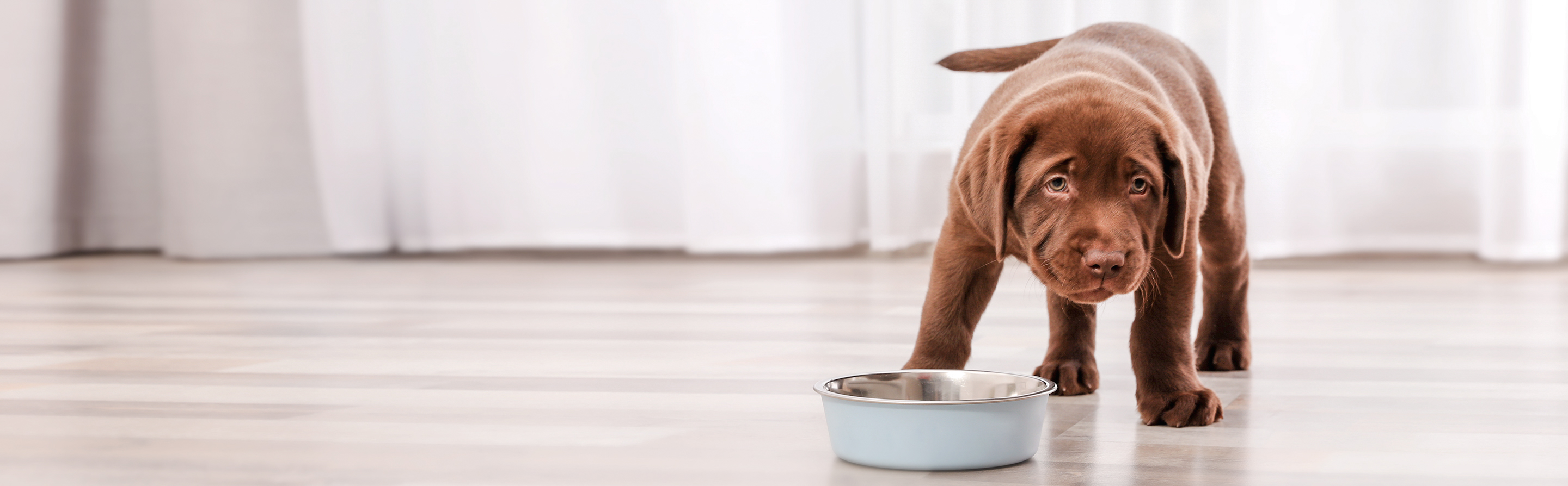 In einem Innenraum steht ein Schoko-Labrador-Retriever-Welpe vor einem Futternapf und schaut zur Seite. Er ist von vorn aufgenommen