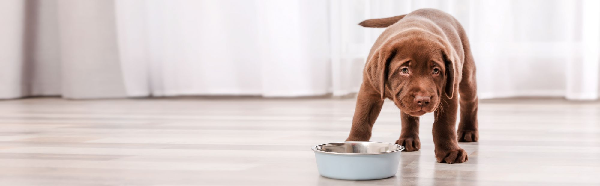 Brown Labrador Retriever puppy standing indoors next to a stainless steel feeding bowl