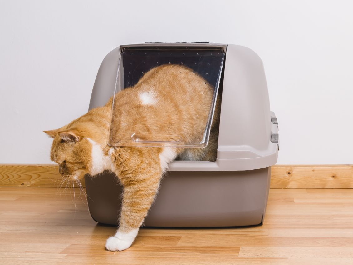 Tabby cat step outside a litter box
