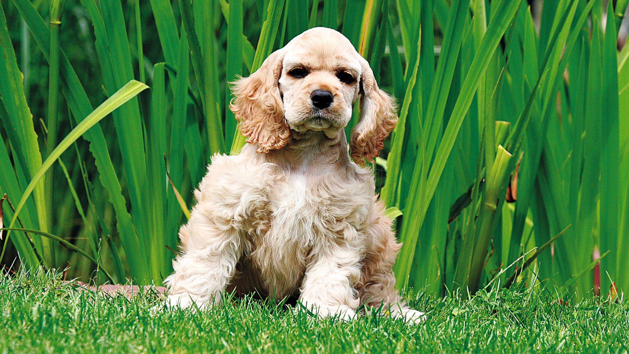 Golden American Cocker Spaniel puppy sat on grass