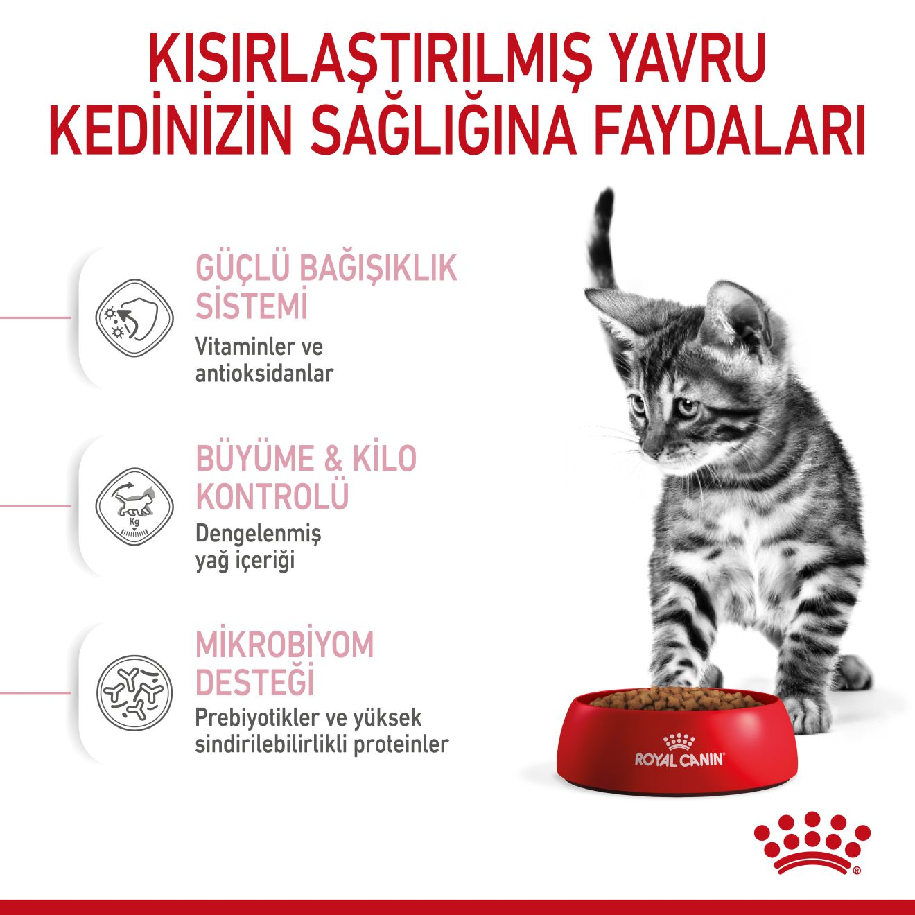 Kitten Sterilised Yavru Kedi Kuru Maması