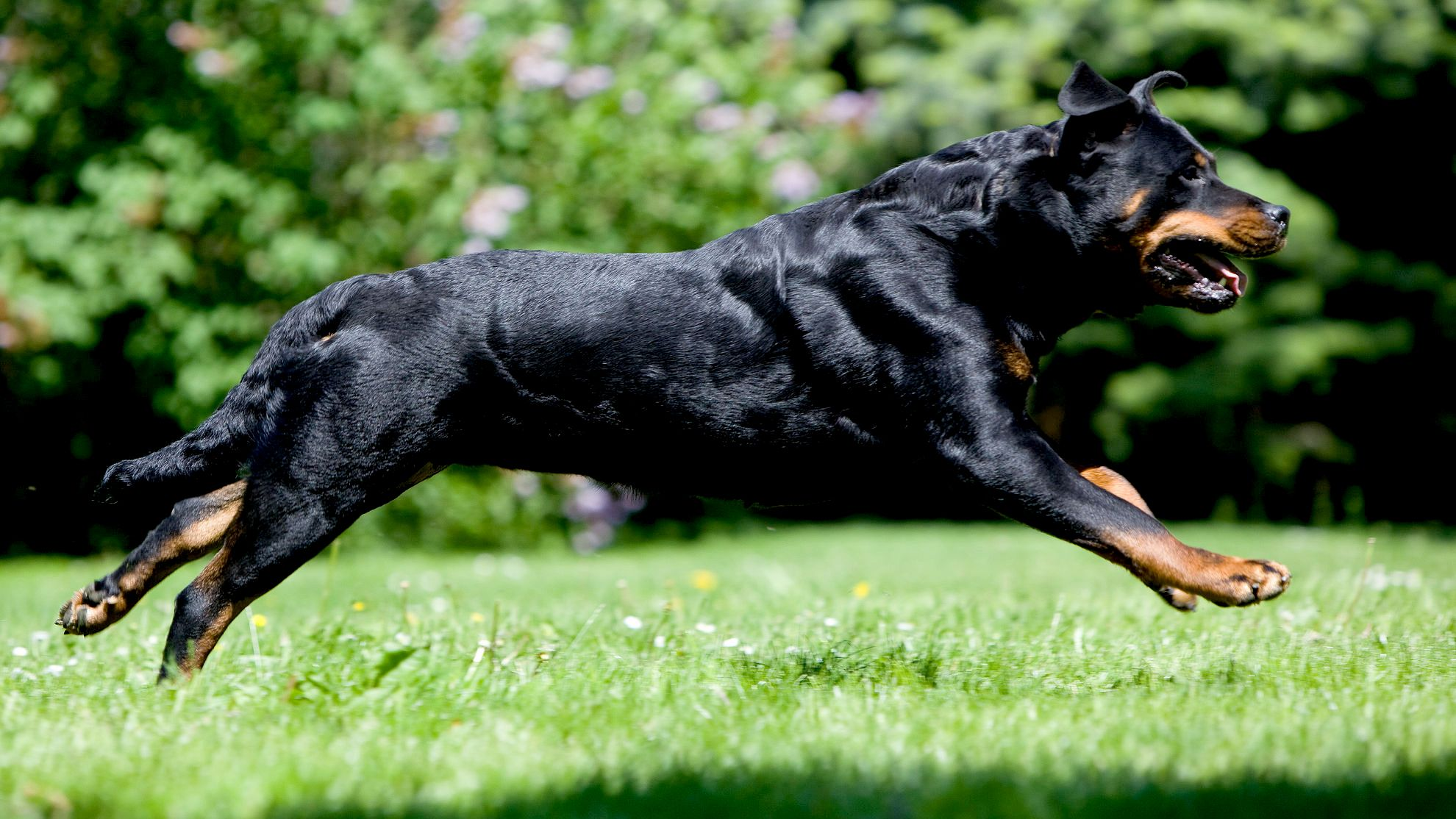 Çimenlerin üzerinde koşarken havada kameraya yakalanan Rottweiler