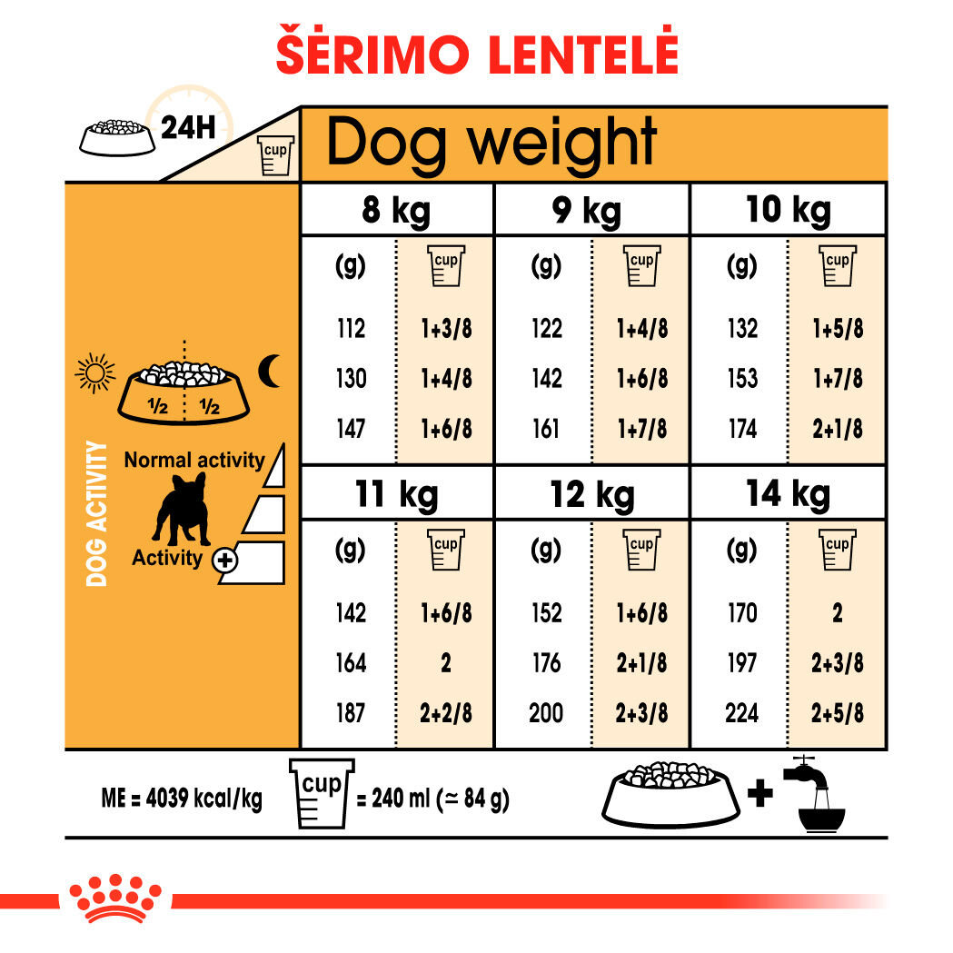 French Bulldog Adult