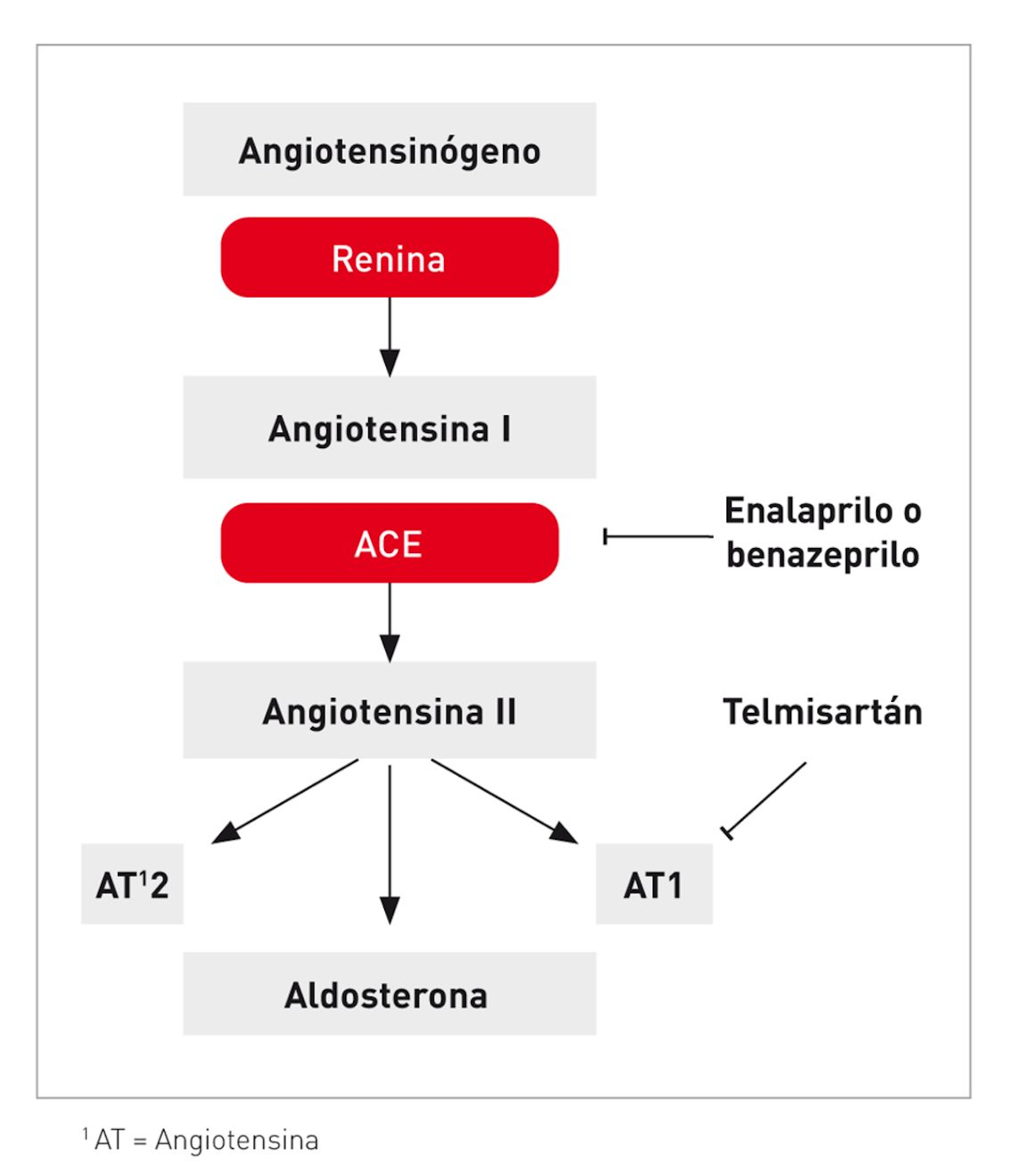 Sistema renina-angiotensina-aldosterona y lugar de acción de los inhibidores que más se utilizan en el gato.