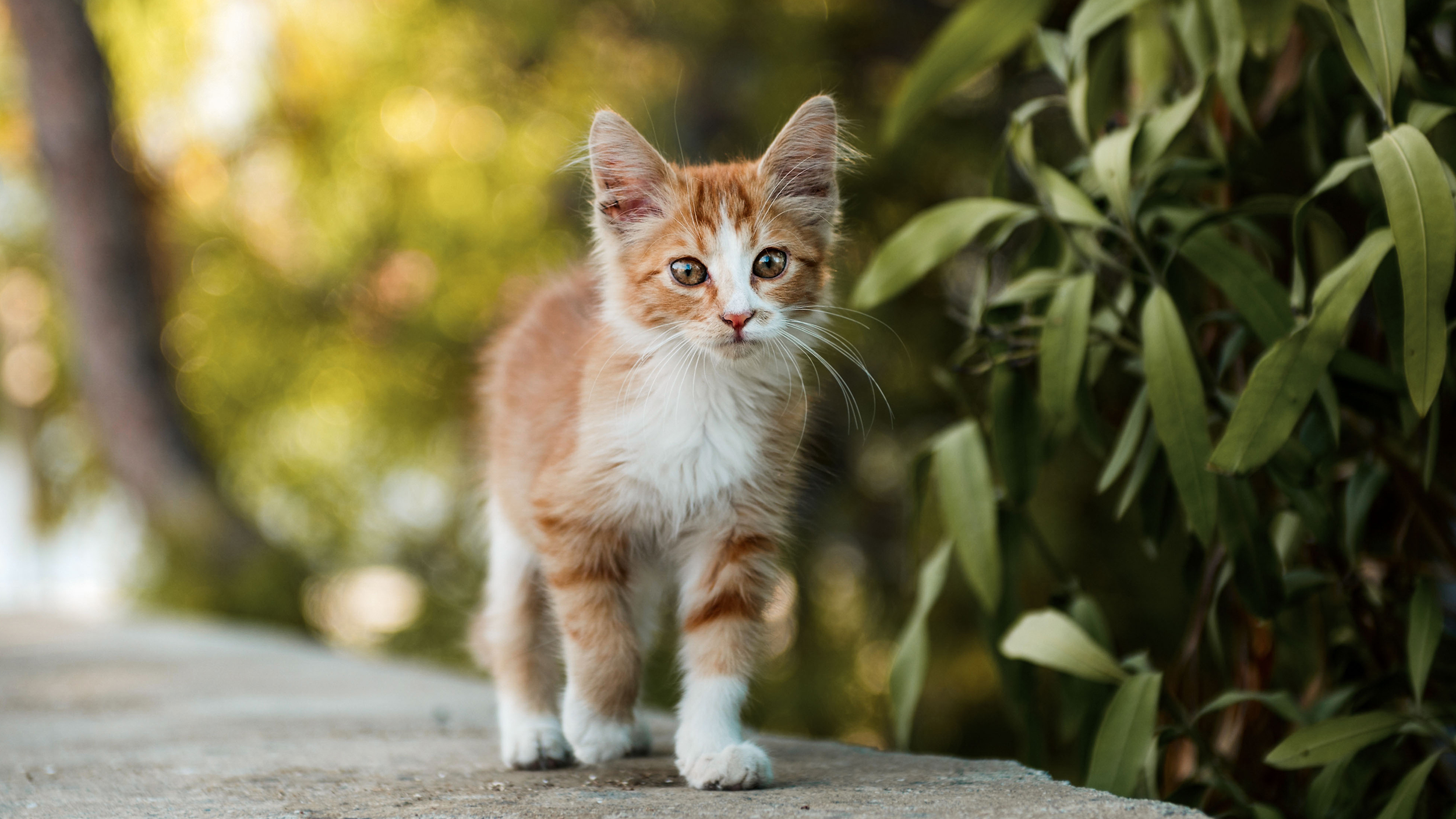 Kitten walking on a wall outdoors