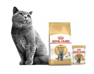 Pure breed cats nutrition