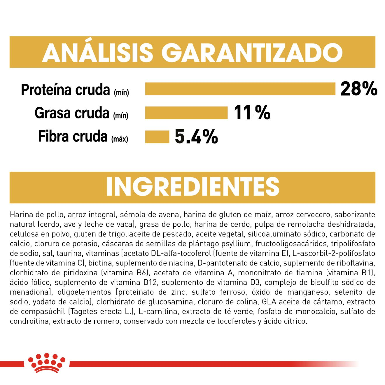 Labrador Retriever Adulto