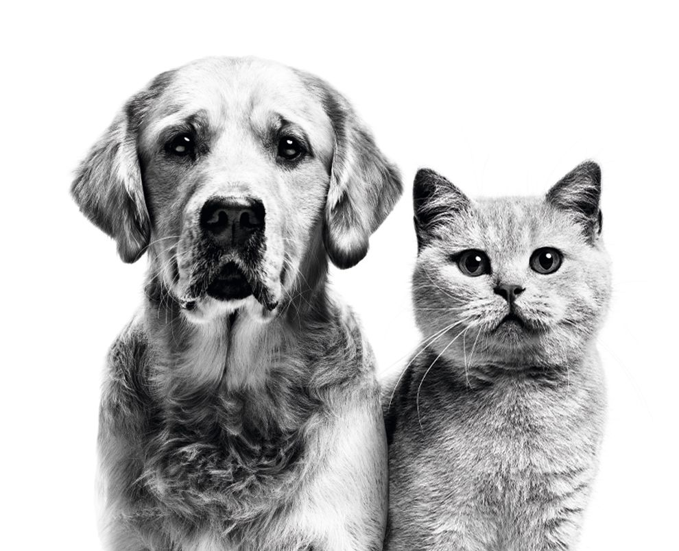 golden retriever and British shorthair