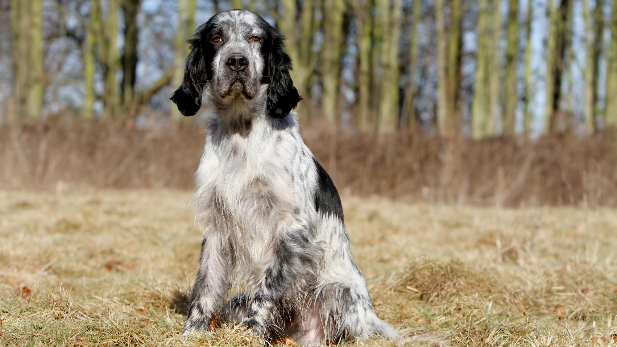 Setter anglais assis sur l'herbe sèche