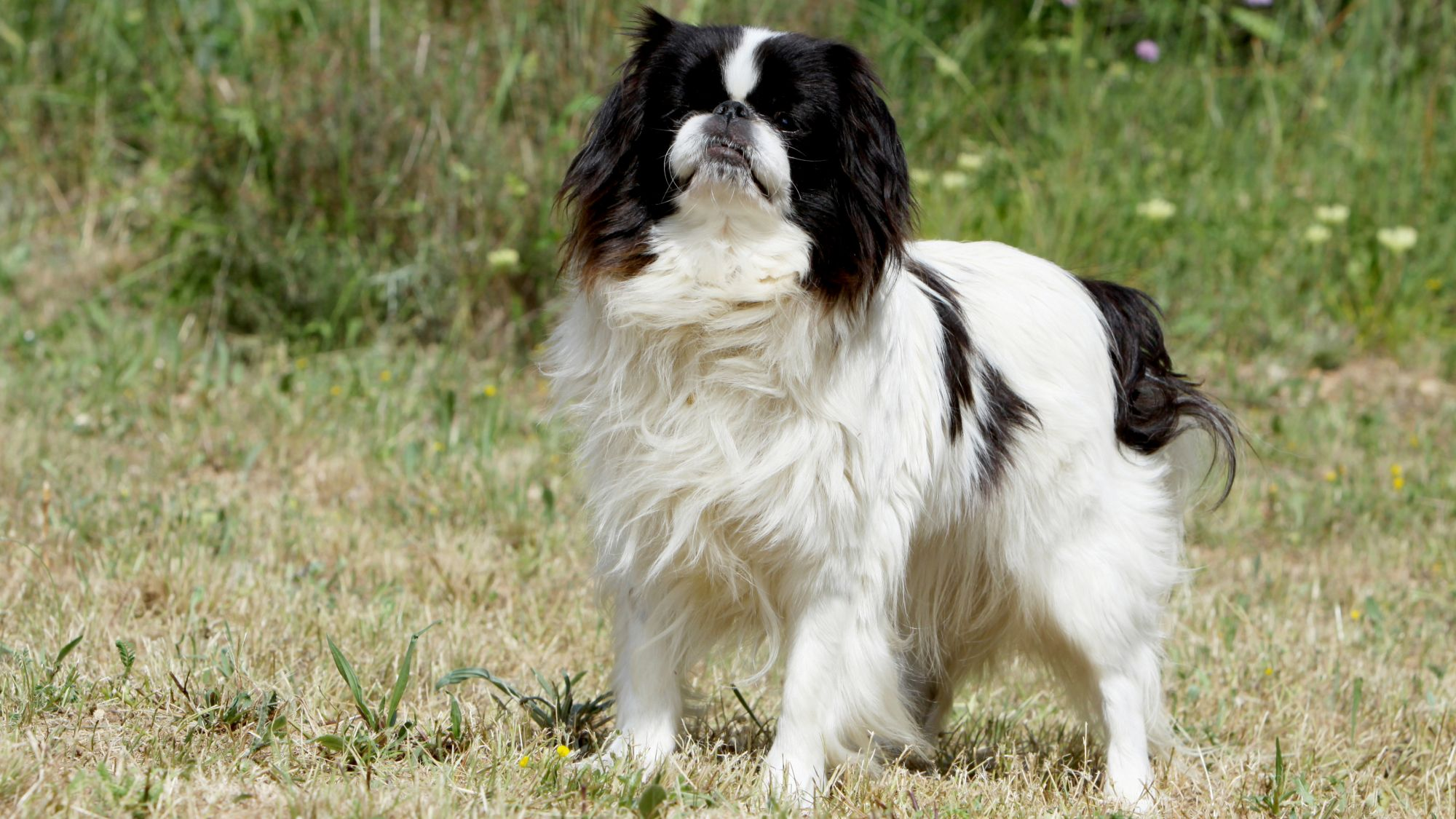Black and white Japanese Chin stood in grass