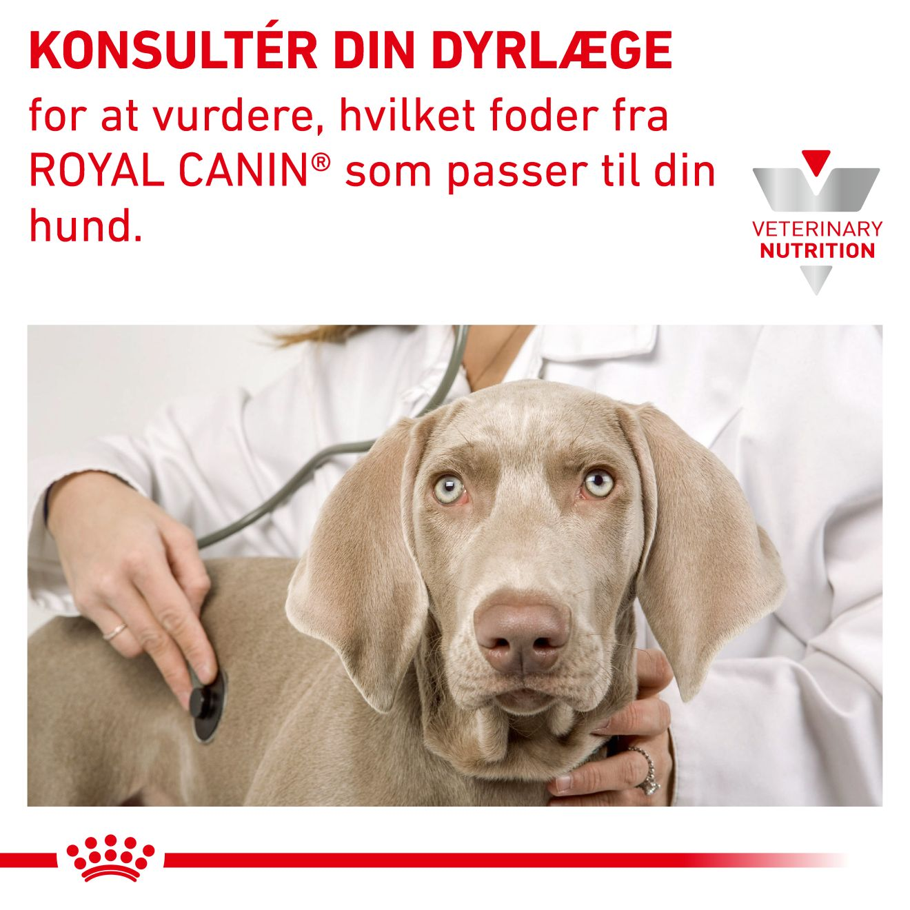 Derma Anallergenic Small Dog