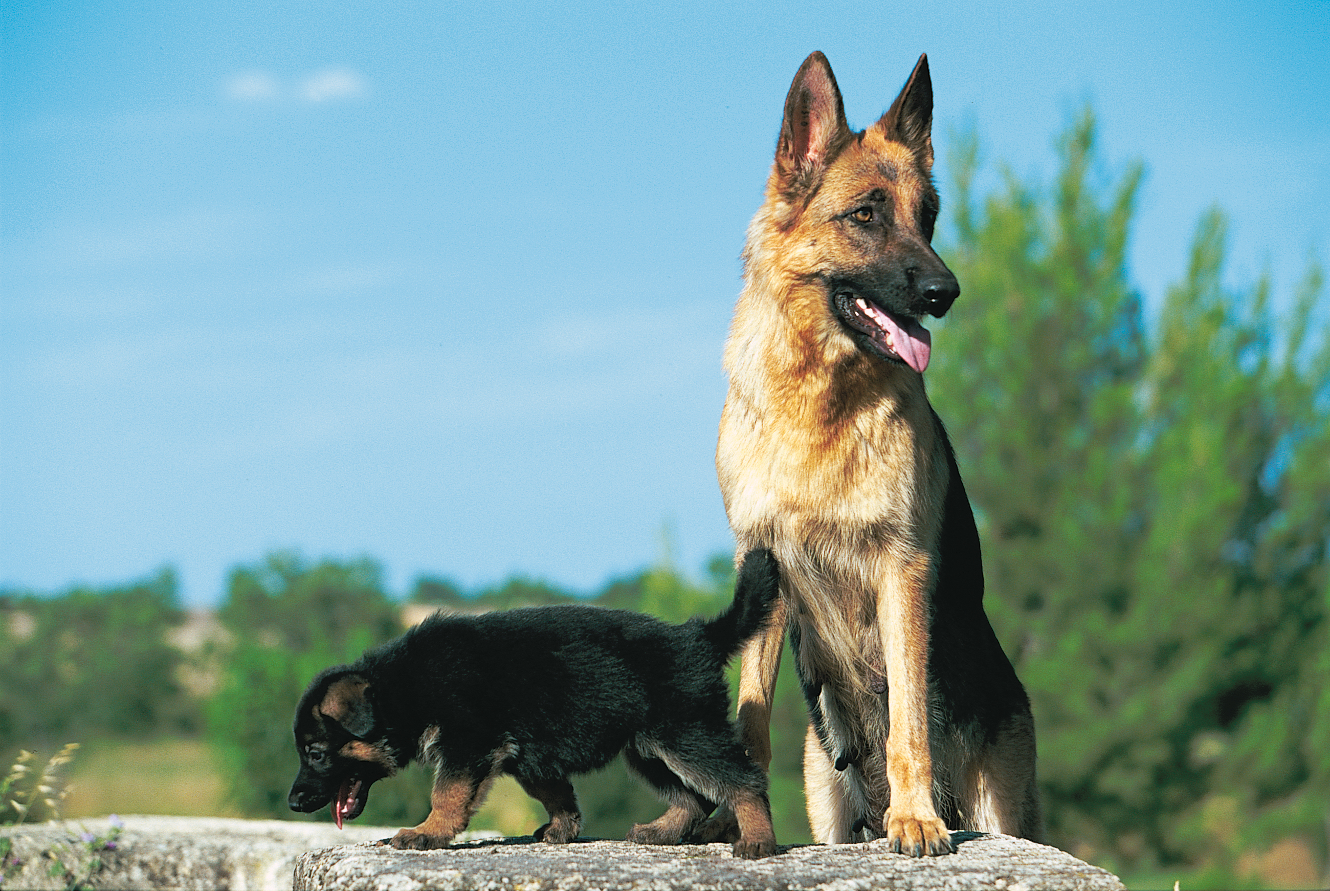 Этапы роста щенка - как развивается щенок | Royal Canin