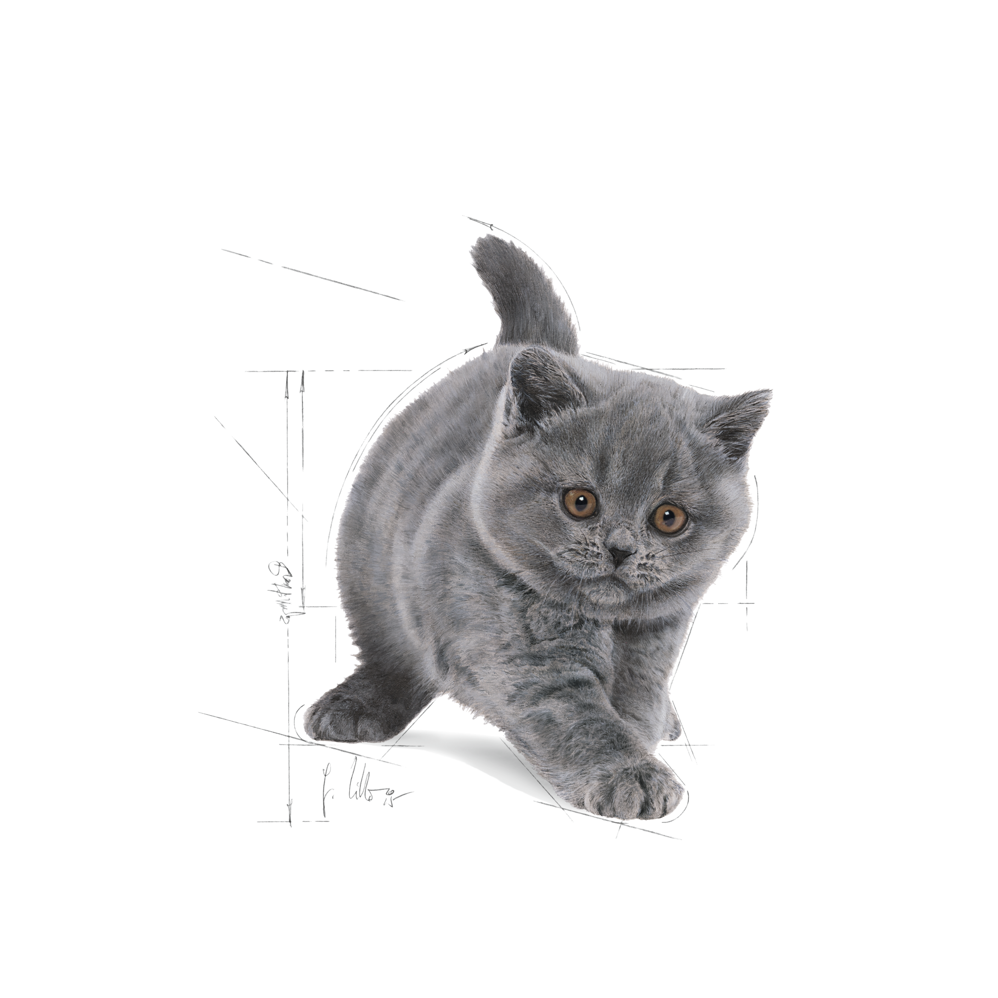 Royal canin british store shorthair kitten 4kg