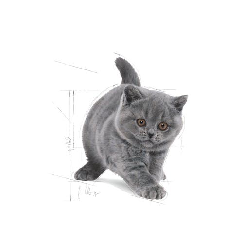 British Shorthair Kitten