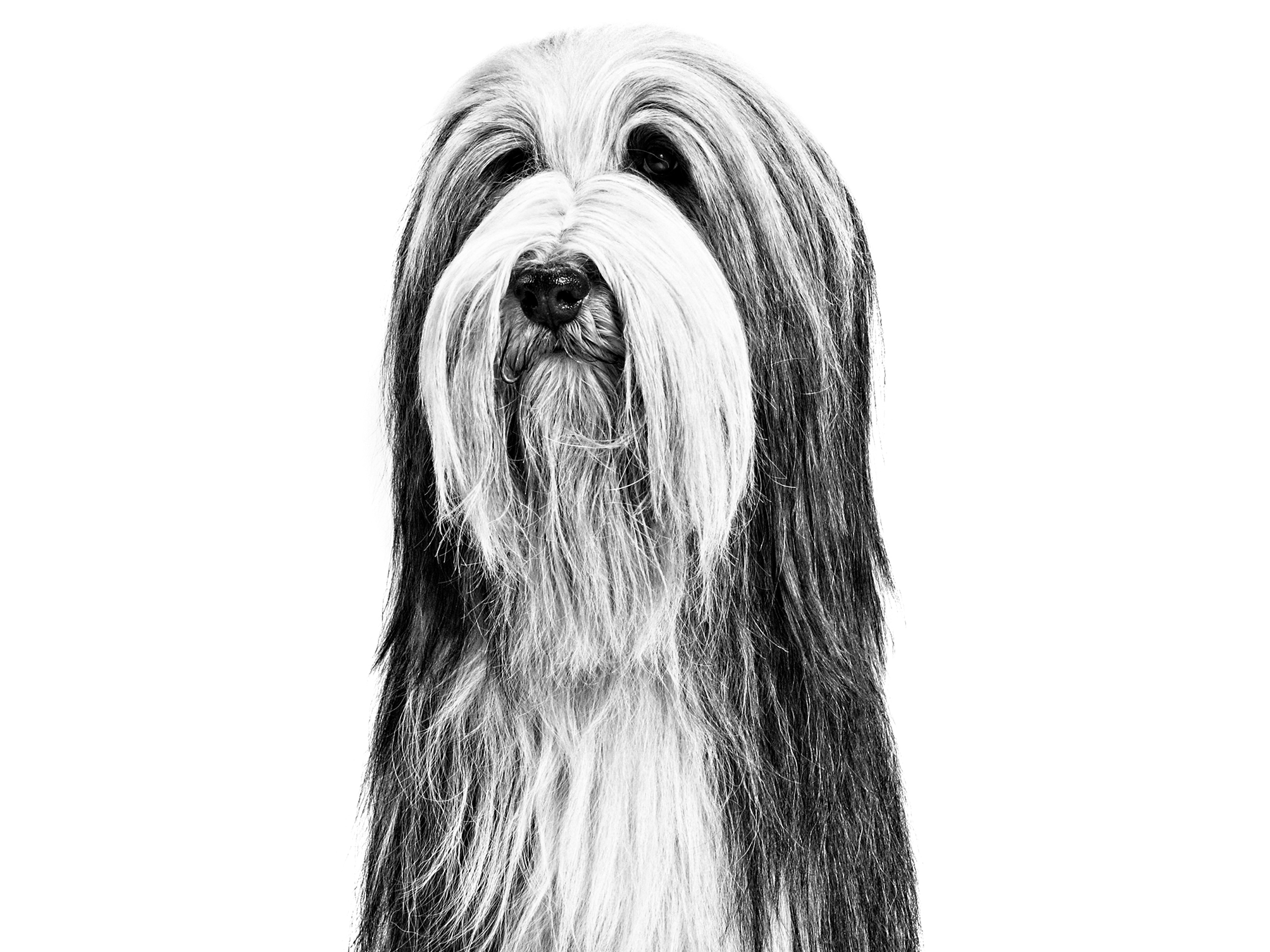 Bearded Collie adult in black and white