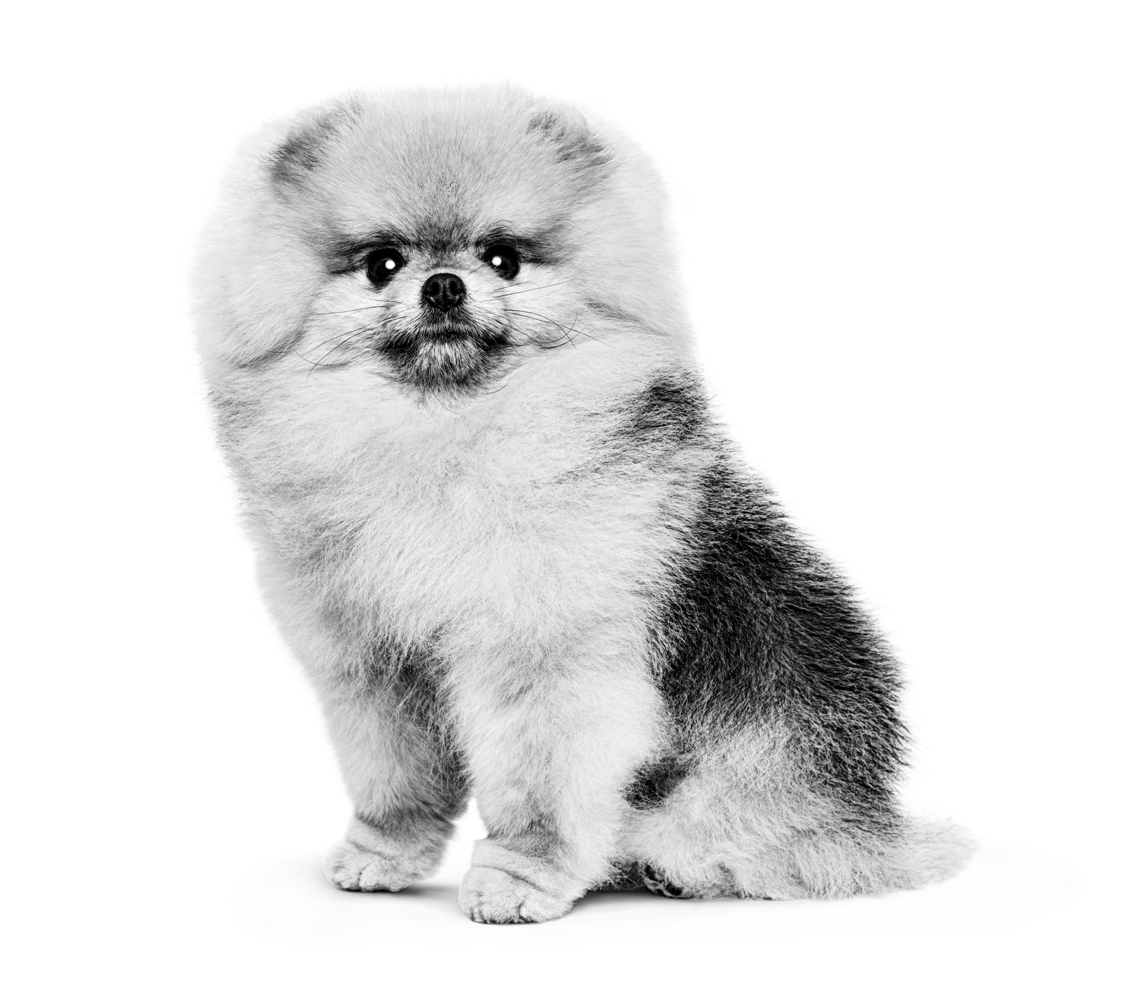 White sales pomeranian adult