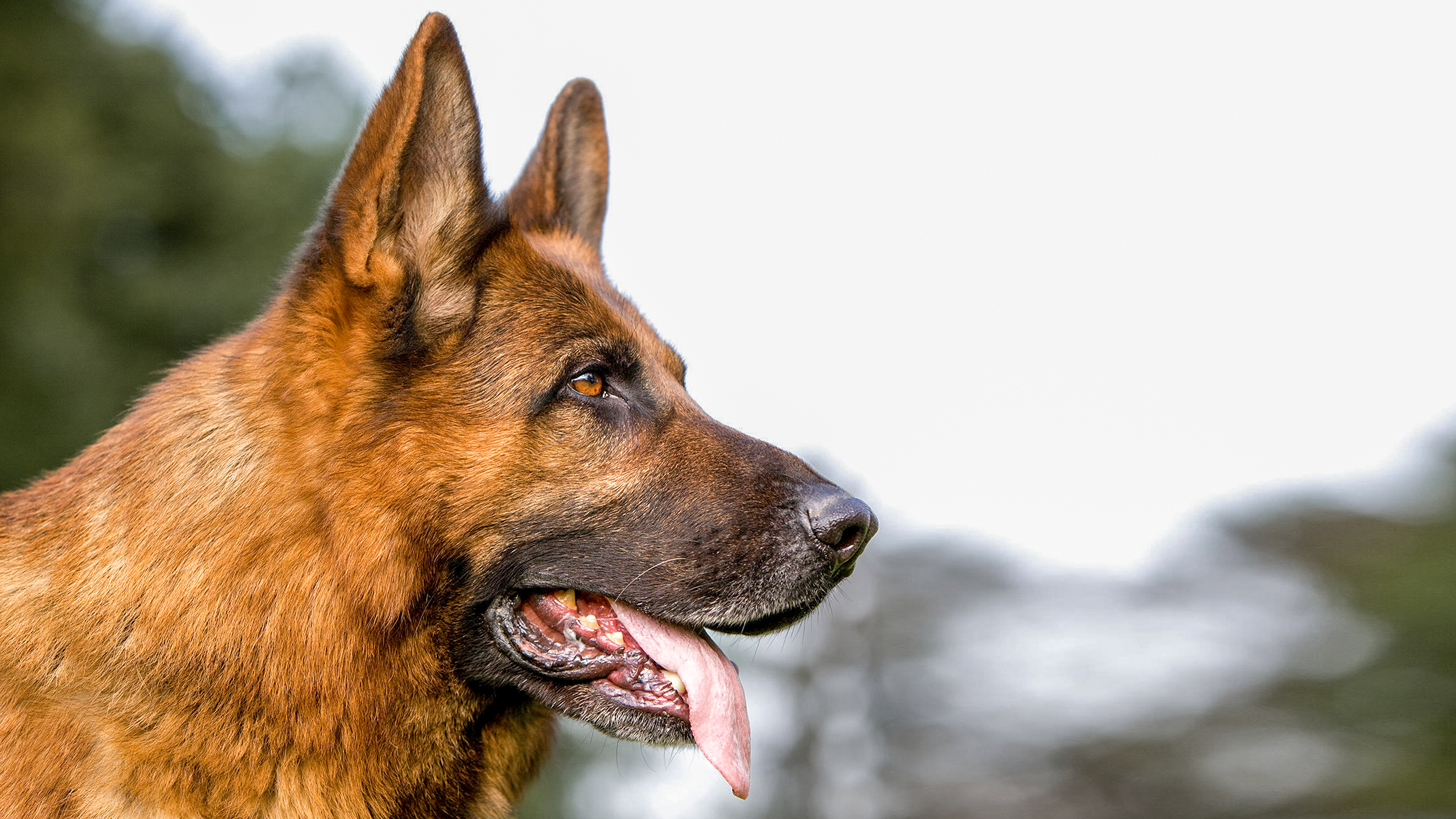 Ausgewachsener Deutscher Schäferhund steht draußen.