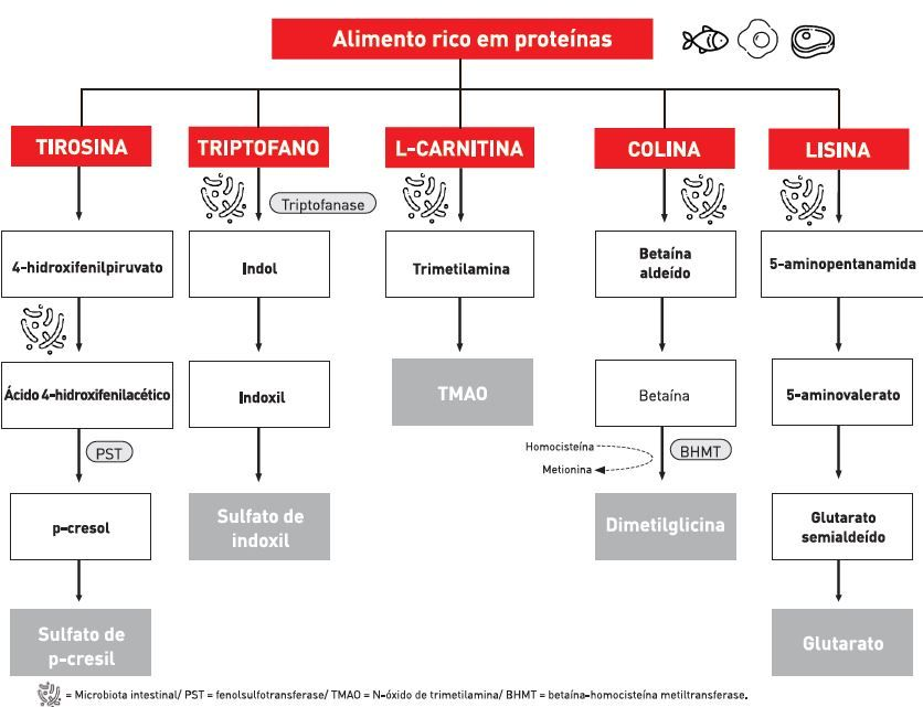 Vias de síntese de algumas toxinas urêmicas a partir de nutrientes derivados da dieta.