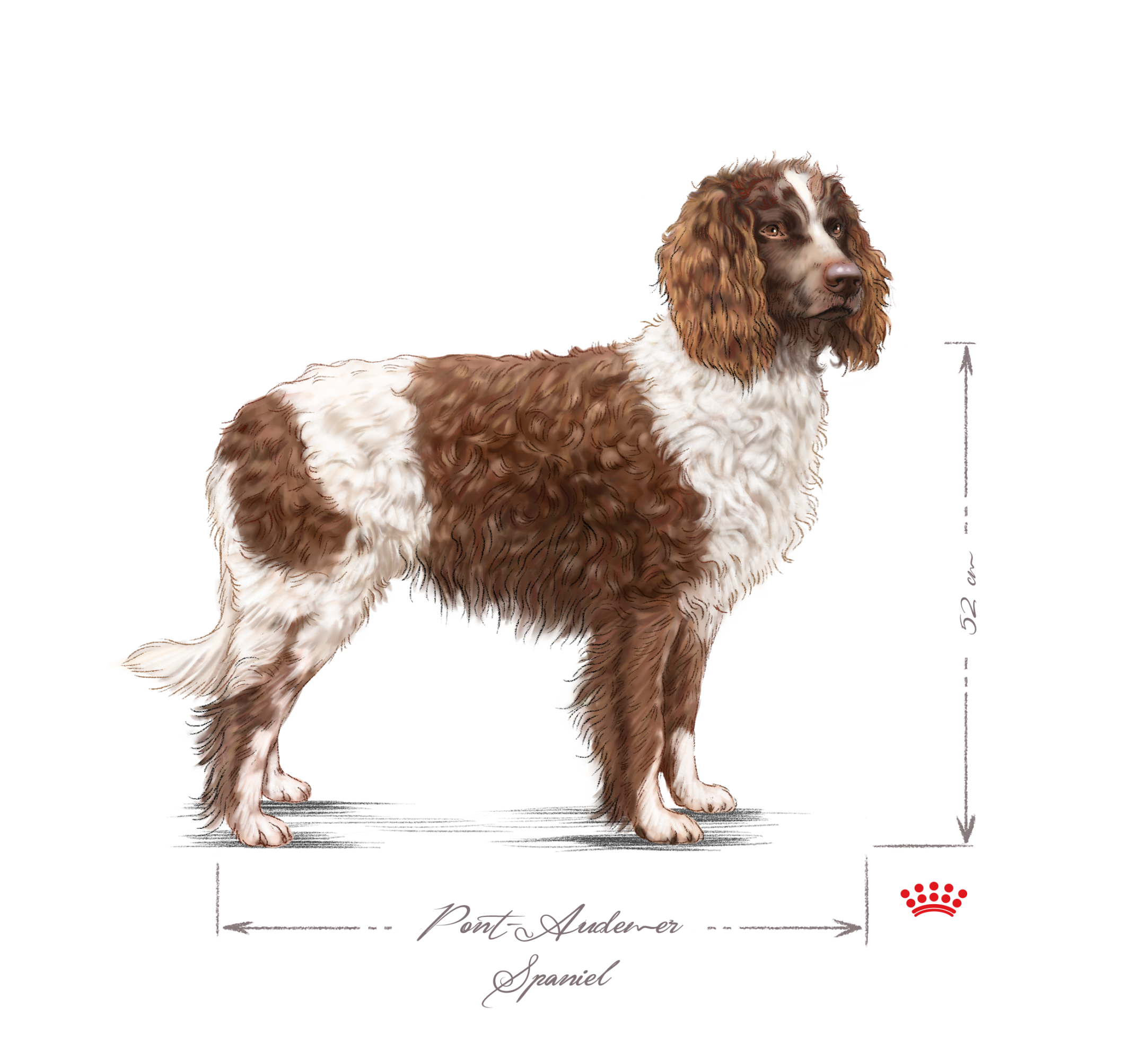 Pont Audemer Spaniel.