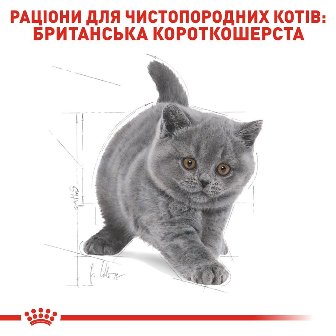 British Shorthair Kitten