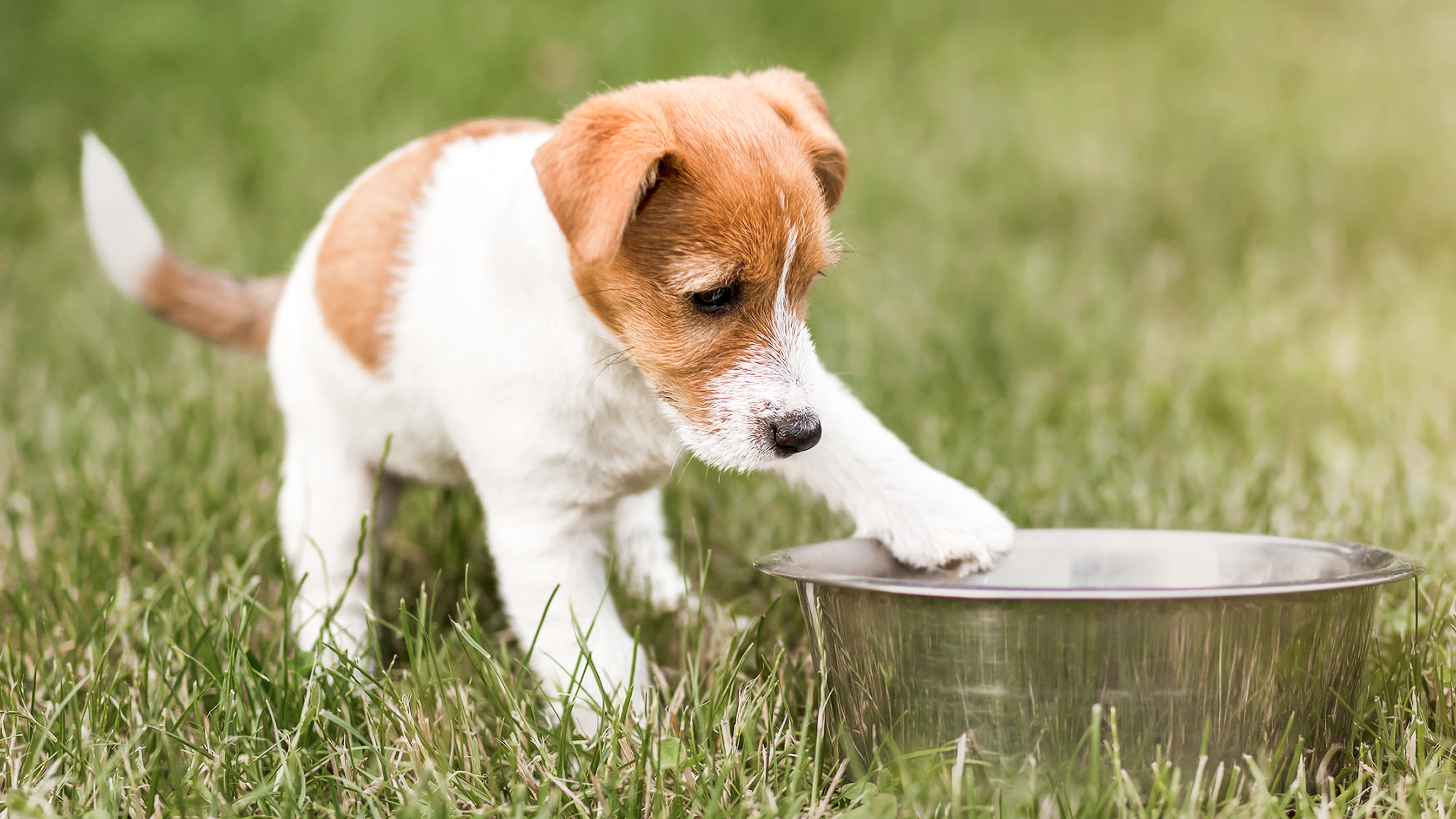 Jack Russell Terrier puppy standing outdoors in grass next to a stainless steel feeding bowl