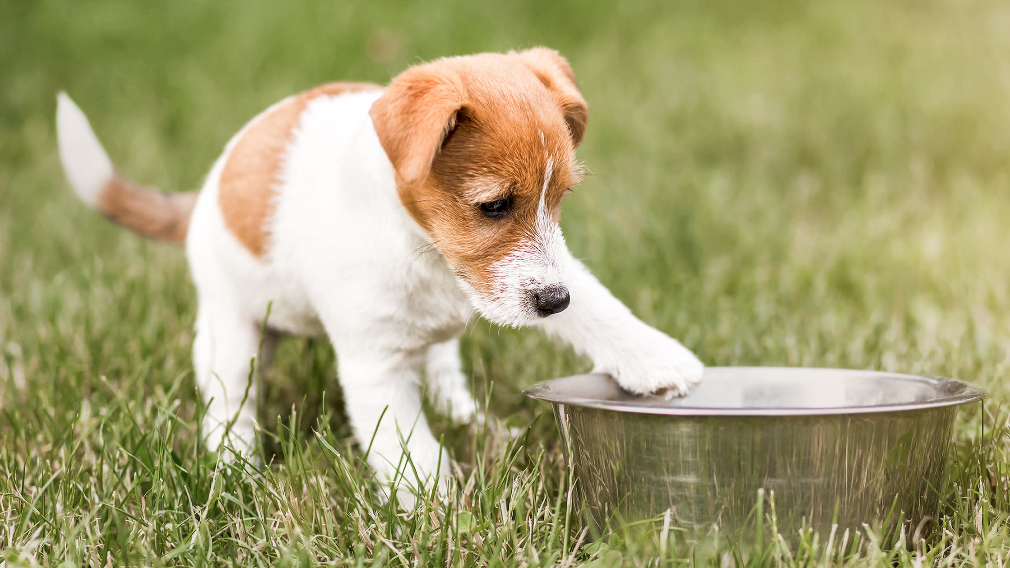 Jack Russell Terrier cachorro de pie al aire libre en el césped junto a un recipiente de alimentación de acero inoxidable