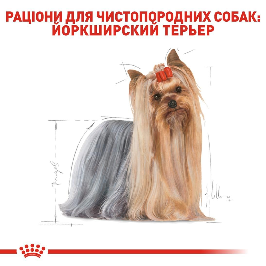 Yorkshire Terrier Adult