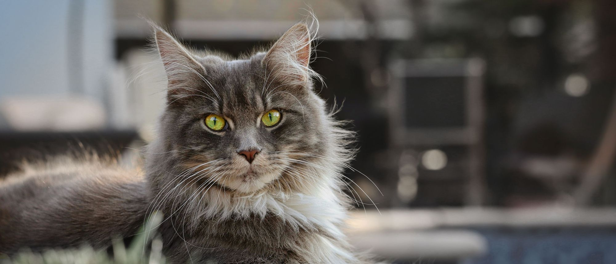 Headshot of grey cat lying down