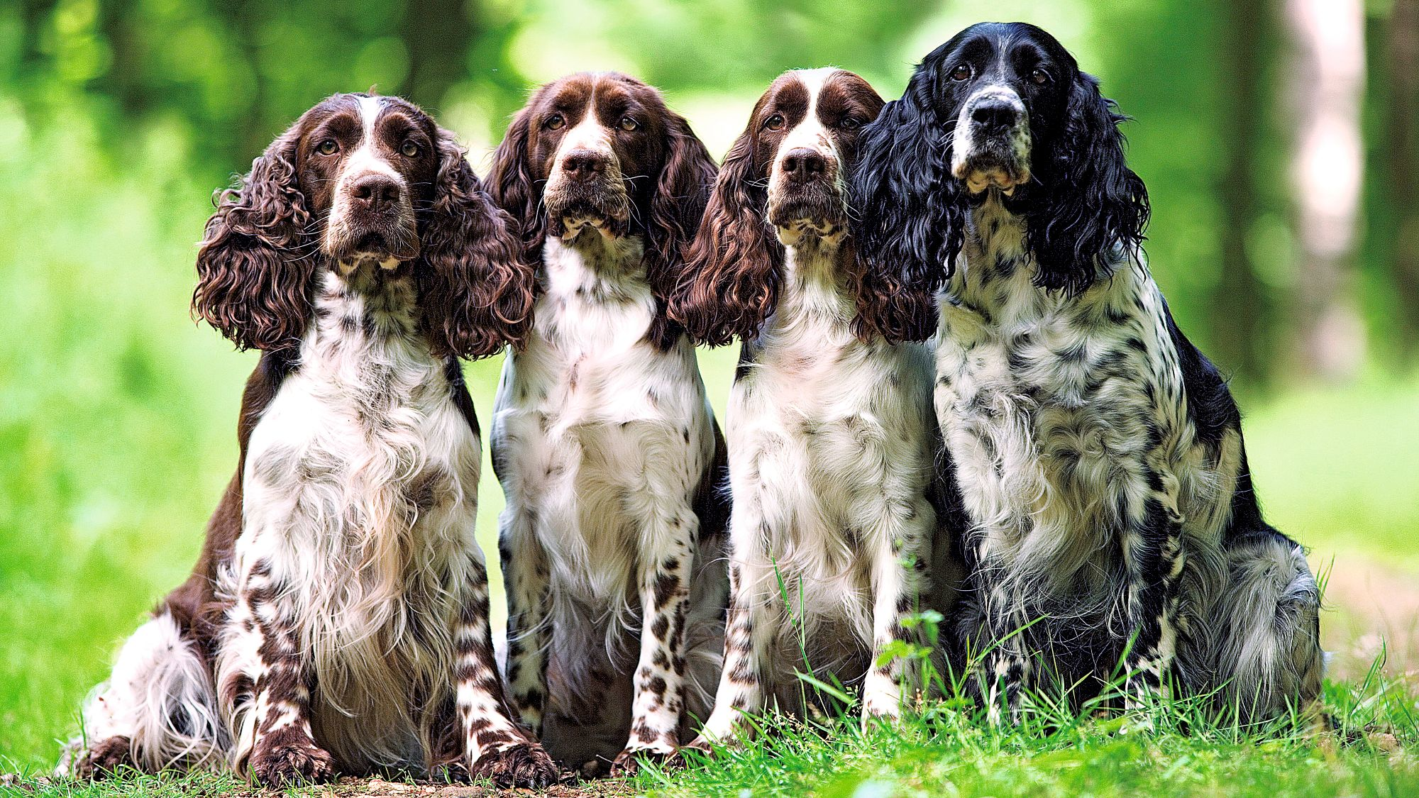 Royal canin 2025 springer spaniel