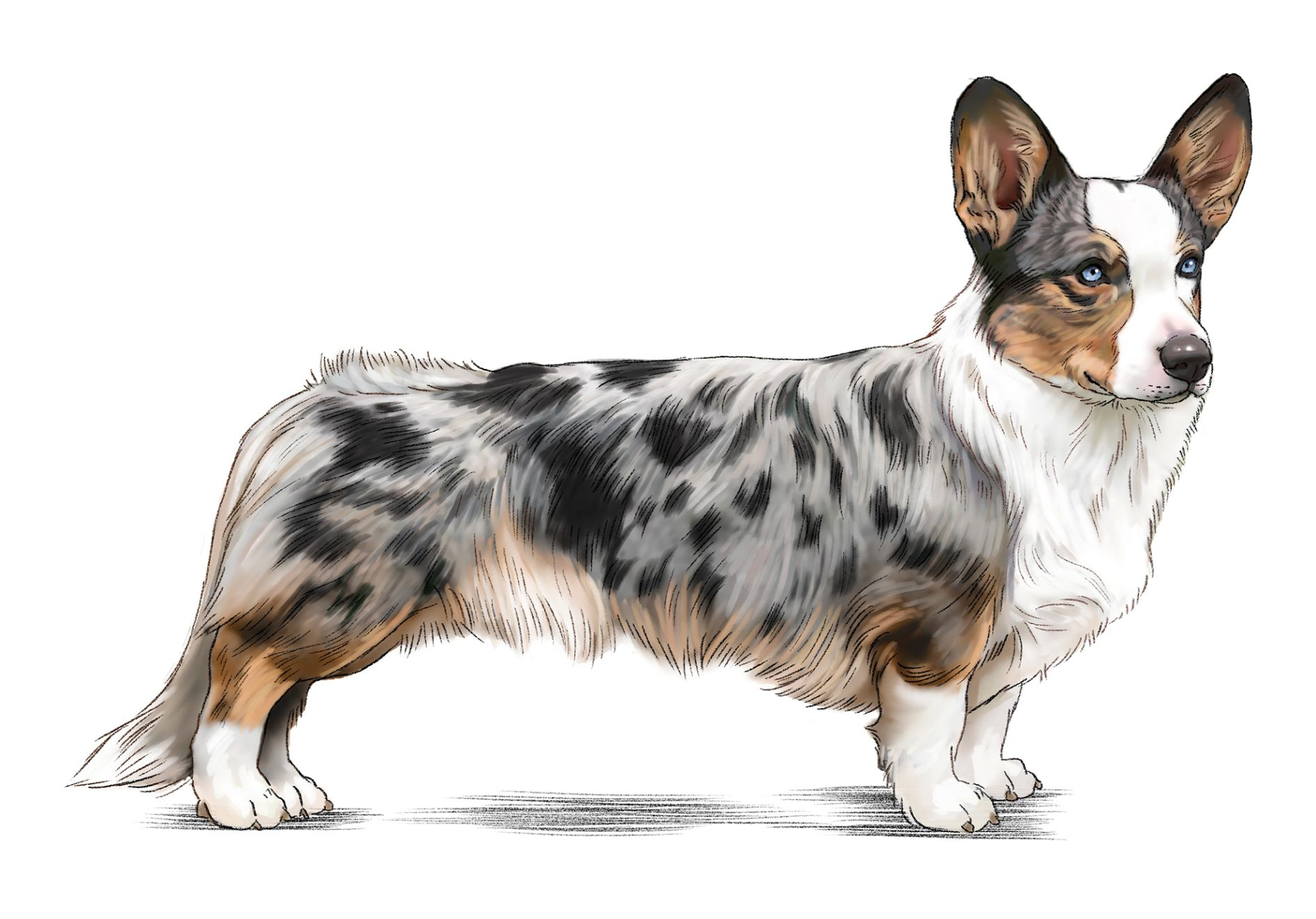 Illustration of a standing Cardigan Welsh Corgi