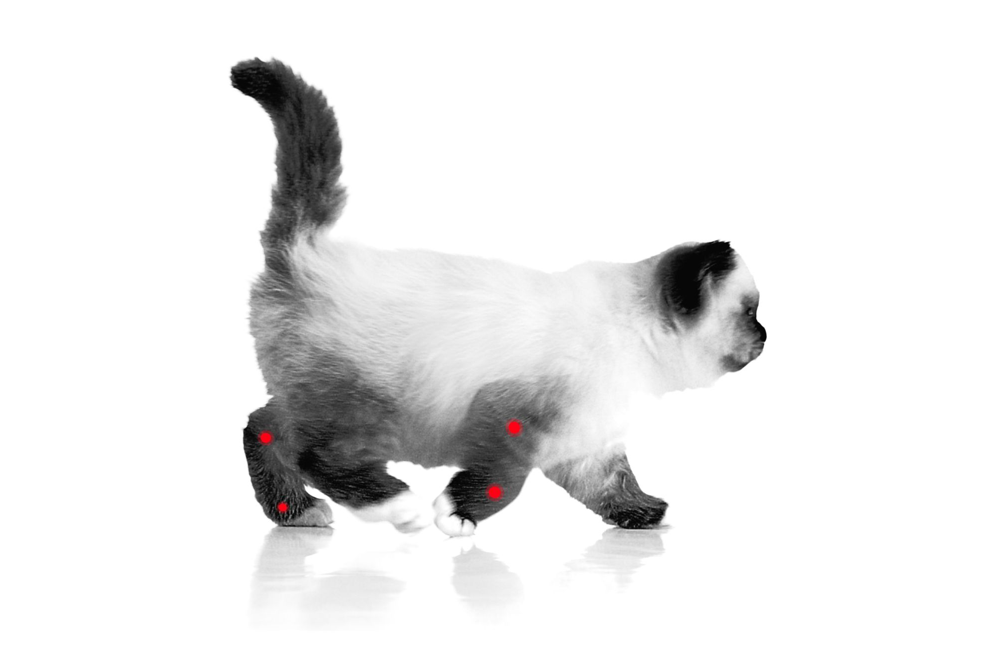 Heilig Birmaan kitten lopen