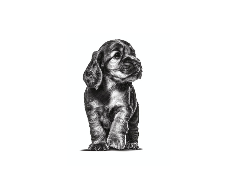Filhote de cão Cocker Spaniel em pé em preto e branco sobre um fundo branco