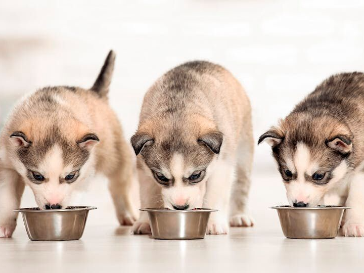 puppy eating from a food bowl inside