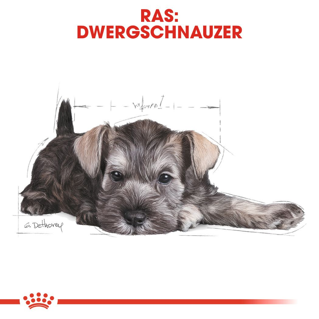 Miniature Schnauzer Puppy
