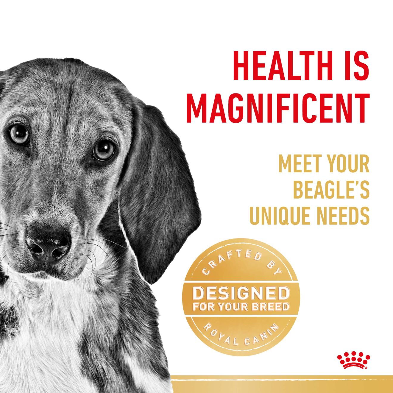 Beagle Adult