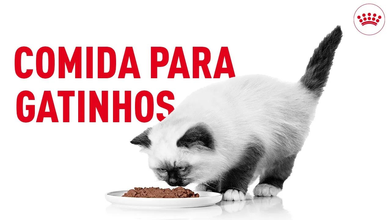 Comida para gatinhos: orientações para uma boa alimentação